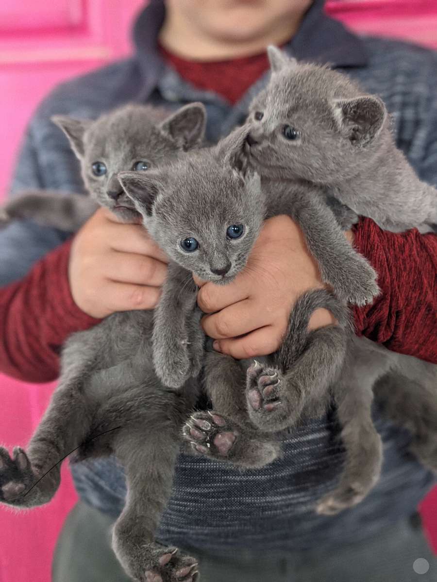 Russian Blue Kittens Kittens
